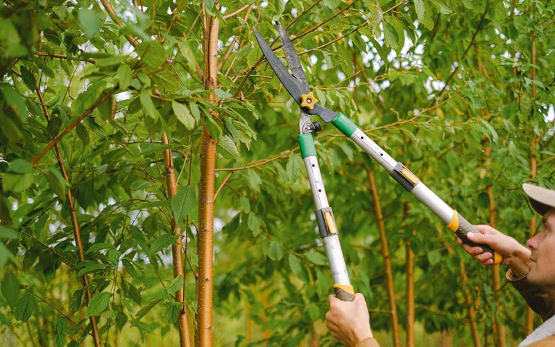 Tree trimming in Powhatan, LA