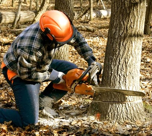 Tree Removal in Powhatan, LA